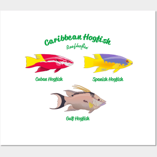 Caribbean Hogfish Posters and Art